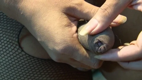 third world media movies: Unleashing the She-Male Beast